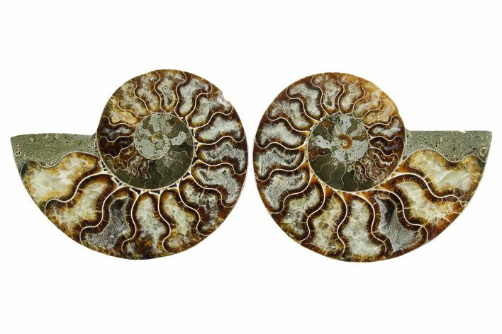 Cut & Polished Crystal-Filled Ammonite Fossil - Madagascar #354146